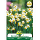 Narcisse Canaliculatus – 7 bulbes