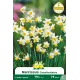 Narcisse Canaliculatus – 7 bulbes