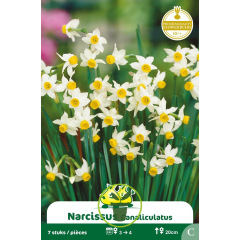 Narcisse Canaliculatus – 7 bulbes