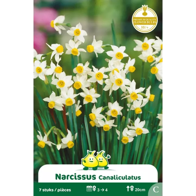 Narcisse Canaliculatus – 7 bulbes
