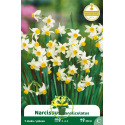 Narcisse Canaliculatus – 7 bulbes