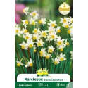 Narcisse Canaliculatus – 7 bulbes