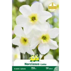 Narcisse botanique Lieke – 5 bulbes