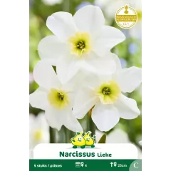 Narcisse botanique Lieke – 5 bulbes