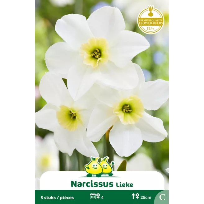 Narcisse botanique Lieke – 5 bulbes
