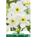 Narcisse botanique Lieke – 5 bulbes