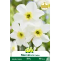Narcisse botanique Lieke – 5 bulbes