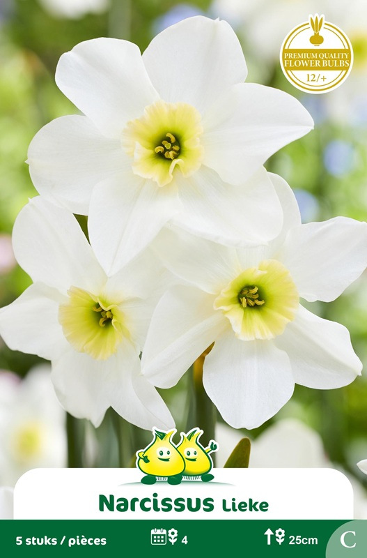 30 Bulbes De Narcisse Terry - Jonquilles Doubles Blanches/oranges, Taille 12/14, Floraison Printemps