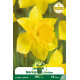 Narcisse Carlton – Sachet de 5 bulbes Narcisse Carlton – Sachet de 5 bulbes