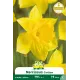 Narcisse Carlton – Sachet de 5 bulbes