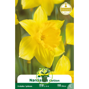 Narcisse Carlton – Sachet de 5 bulbes