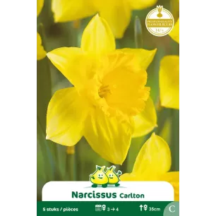 Narcisse Carlton – Sachet de 5 bulbes