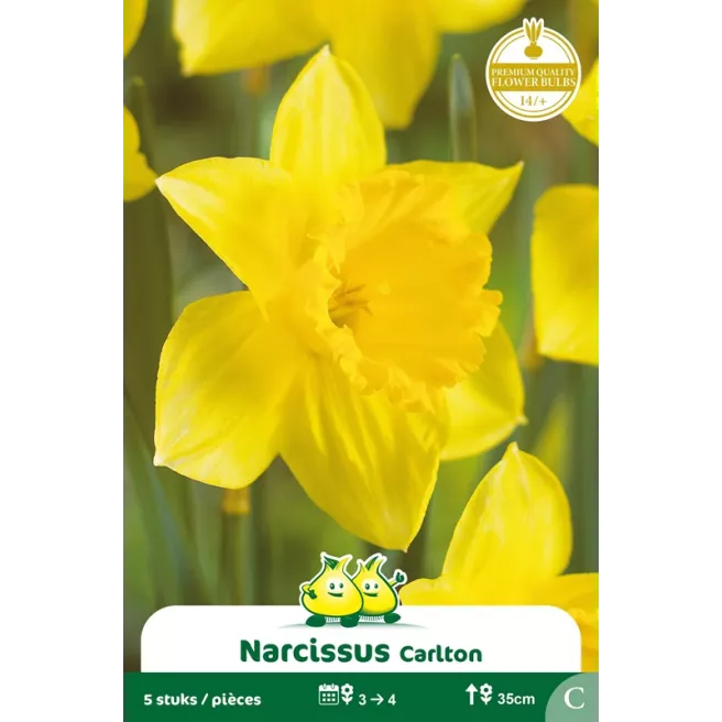 Narcisse Carlton – Sachet de 5 bulbes