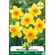 Narcisse Fortissimo – Sachet de 5 bulbes Narcisse Fortissimo – Sachet de 5 bulbes