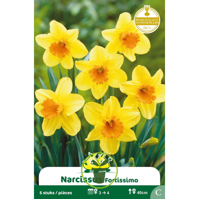 Narcisse Fortissimo – Sachet de 5 bulbes Narcisse Fortissimo – Sachet de 5 bulbes