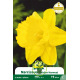 Narcisse Golden Harvest – Sachet de 5 bulbes Narcisse Golden Harvest – Sachet de 5 bulbes
