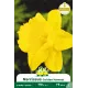 Narcisse Golden Harvest – Sachet de 5 bulbes