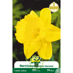 Narcisse Golden Harvest – Sachet de 5 bulbes