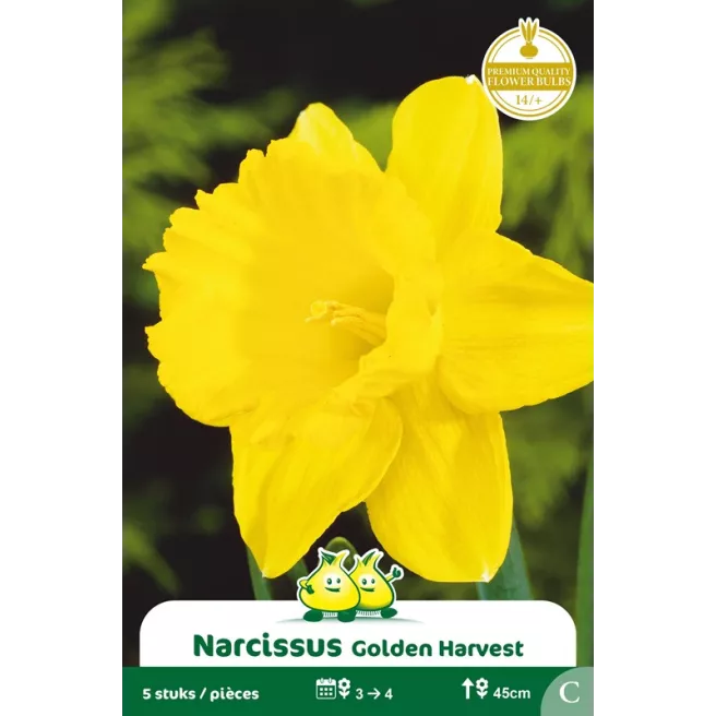 Narcisse Golden Harvest – Sachet de 5 bulbes