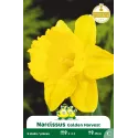 Narcisses (Jonquilles) – Sachet de 5 bulbes