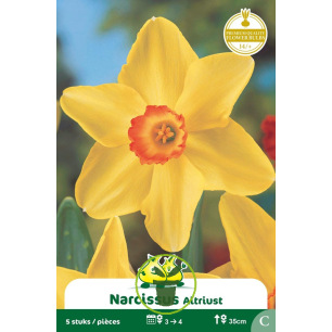 Narcisse Altruist – 5 bulbes