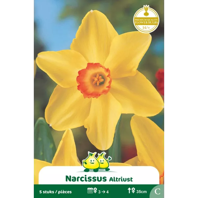 Narcisse Altruist – 5 bulbes