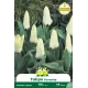 Tulipe Concerto – Sachet de 10 bulbes