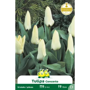 Tulipe Concerto – Sachet de 10 bulbes