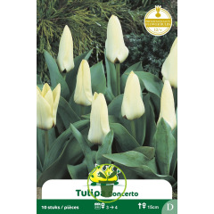 Tulipe Concerto – Sachet de 10 bulbes