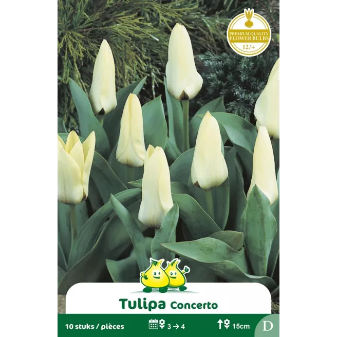 Tulipe Concerto – Sachet de 10 bulbes