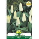 Tulipe naine - Bulbes