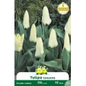 Tulipe naine - Bulbes