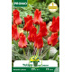 Tulipe Jules César – Sachet de 20 bulbes