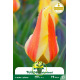 Tulipe Miskodeed – Sachet de 7 bulbes