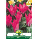 Tulipe Pink Dwarf – Sachet de 7 bulbes