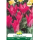 Tulipe Pink Dwarf – Sachet de 7 bulbes