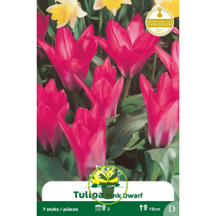Tulipe Pink Dwarf – Sachet de 7 bulbes