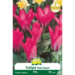 Tulipe Pink Dwarf – Sachet de 7 bulbes
