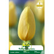 Tulipe Big Smile - 7 bulbes