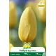 Tulipe Big Smile - 7 bulbes
