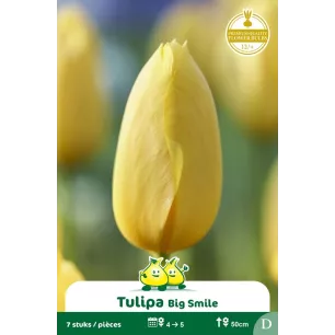 Tulipe Big Smile - 7 bulbes