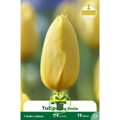 Tulipe Big Smile - 7 bulbes