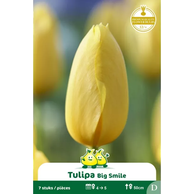 Tulipe Big Smile - 7 bulbes