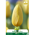 Tulipe - 7 bulbes