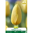 Tulipe - 7 bulbes