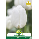 Tulipe Hakuun - 7 bulbes