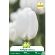 Tulipe Hakuun - 7 bulbes