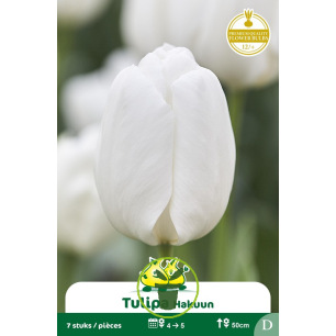 Tulipe Hakuun - 7 bulbes