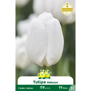 Tulipe Hakuun - 7 bulbes