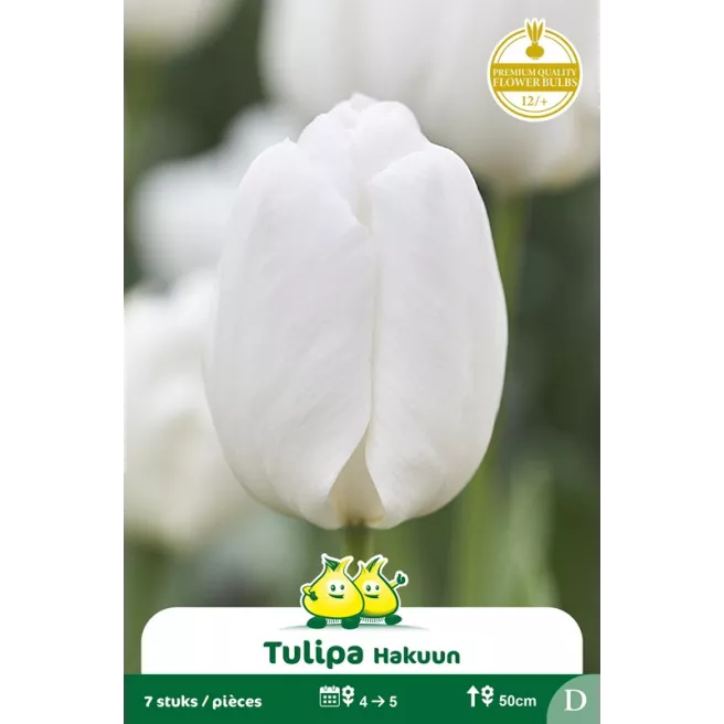 Tulipe Hakuun - 7 bulbes